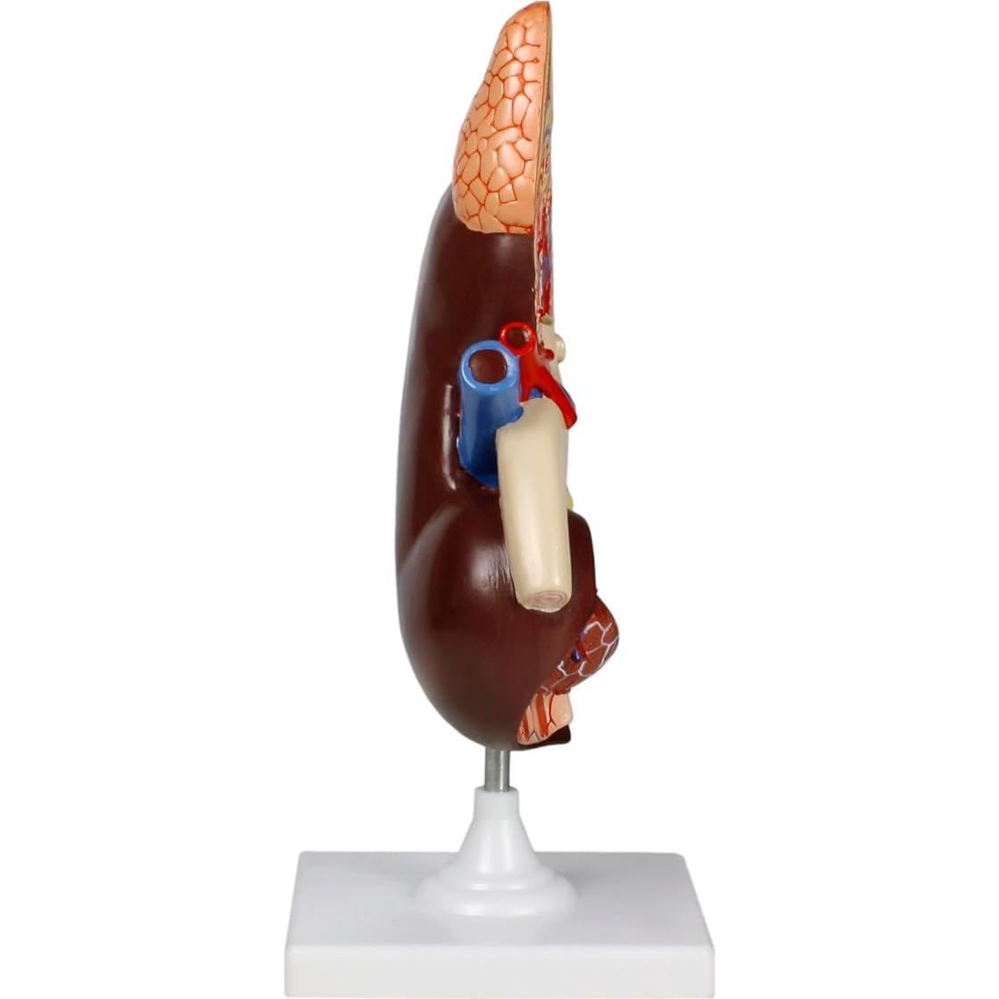 Modelo de riñón ampliado 3X Jackson Global JS00120