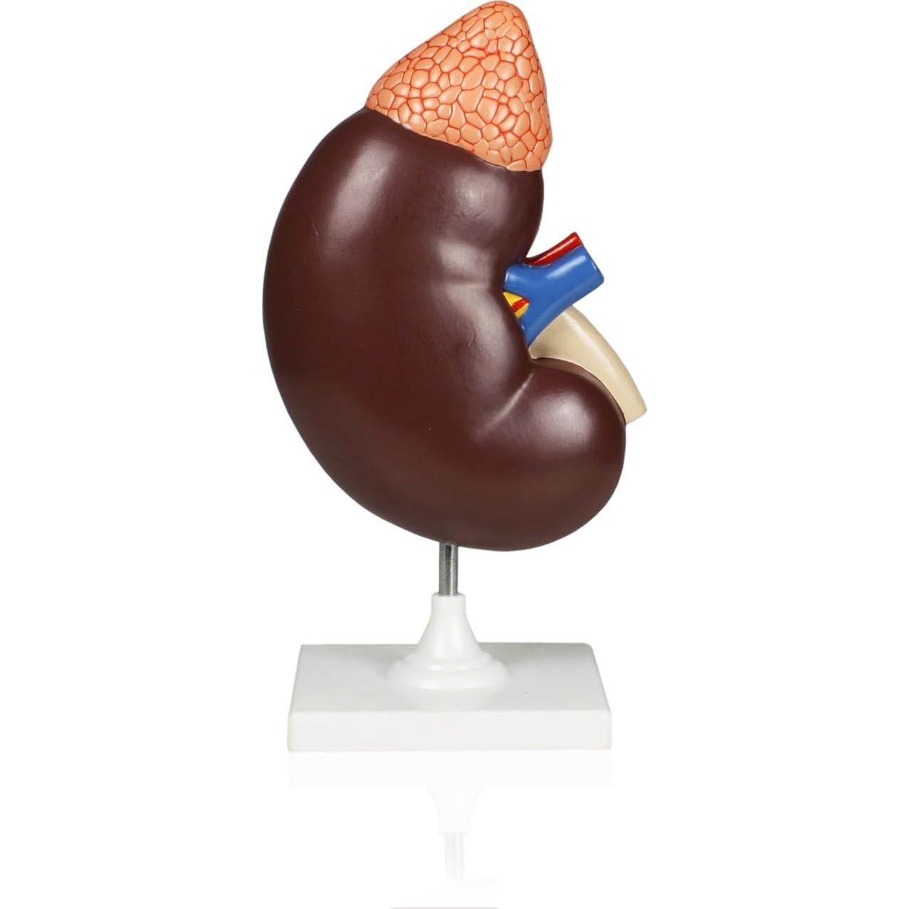 Modelo de riñón ampliado 3X Jackson Global JS00120