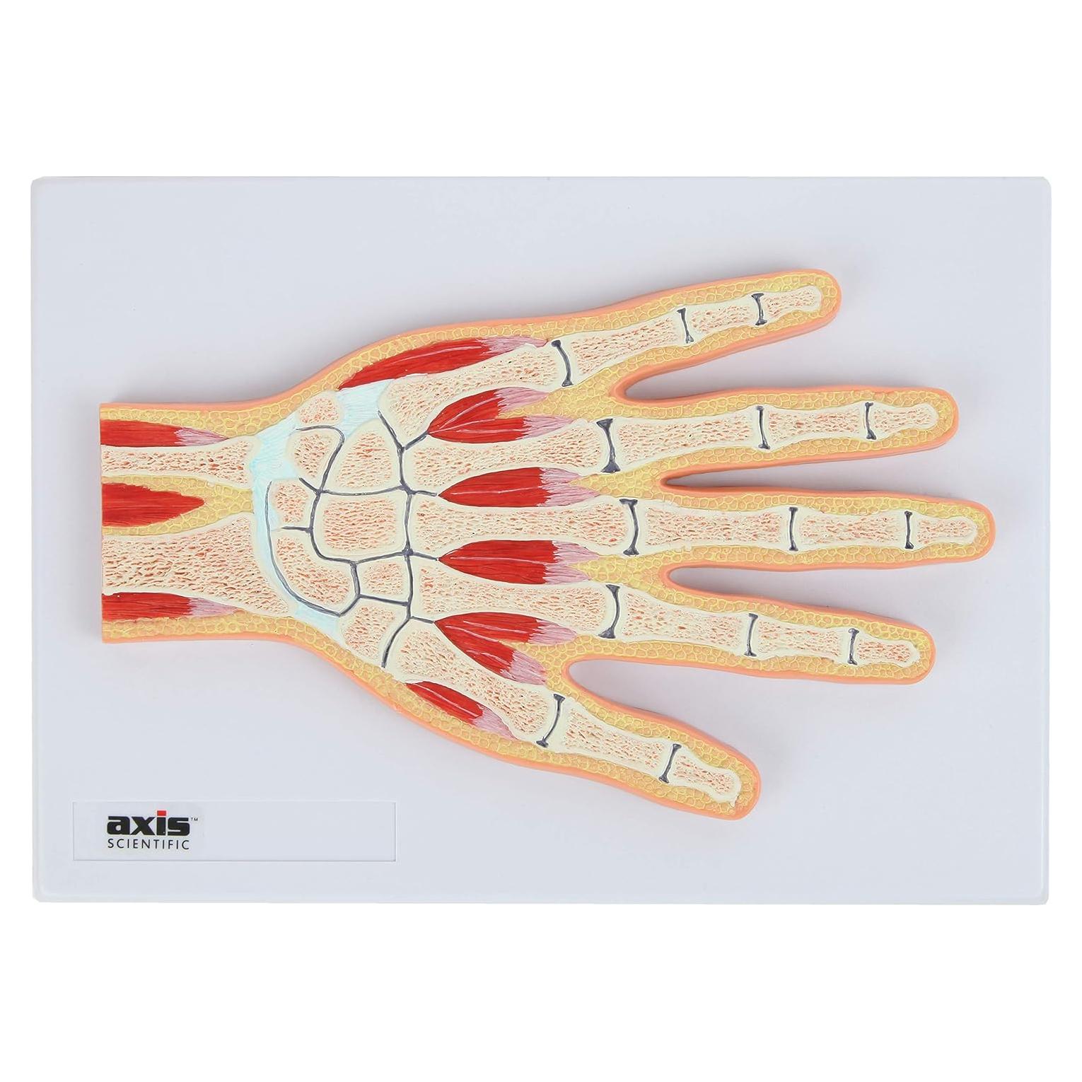 Modelo Anatómico de Mano y Muñeca Axis Scientific 25.56x20.63cm