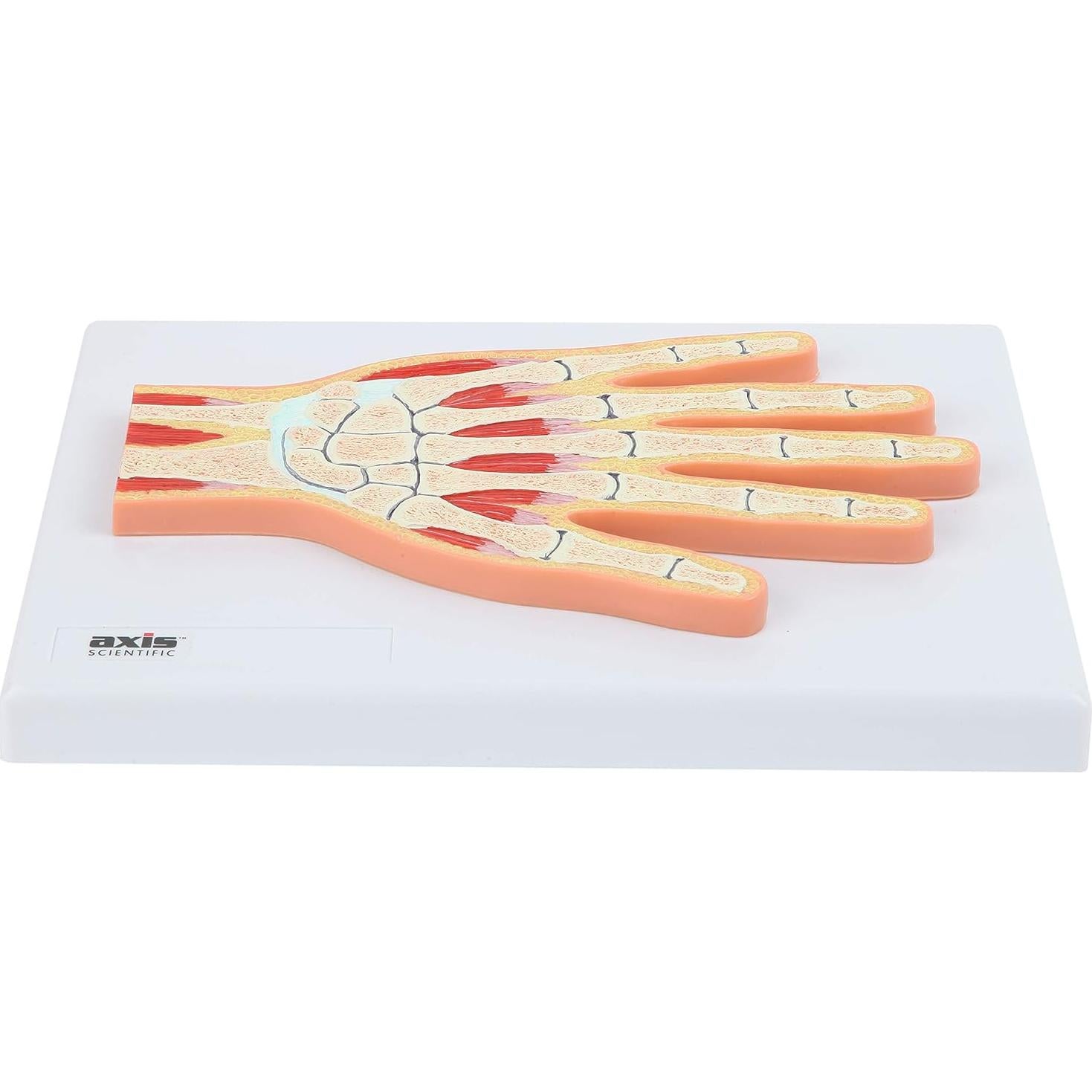 Modelo Anatómico de Mano y Muñeca Axis Scientific 25.56x20.63cm