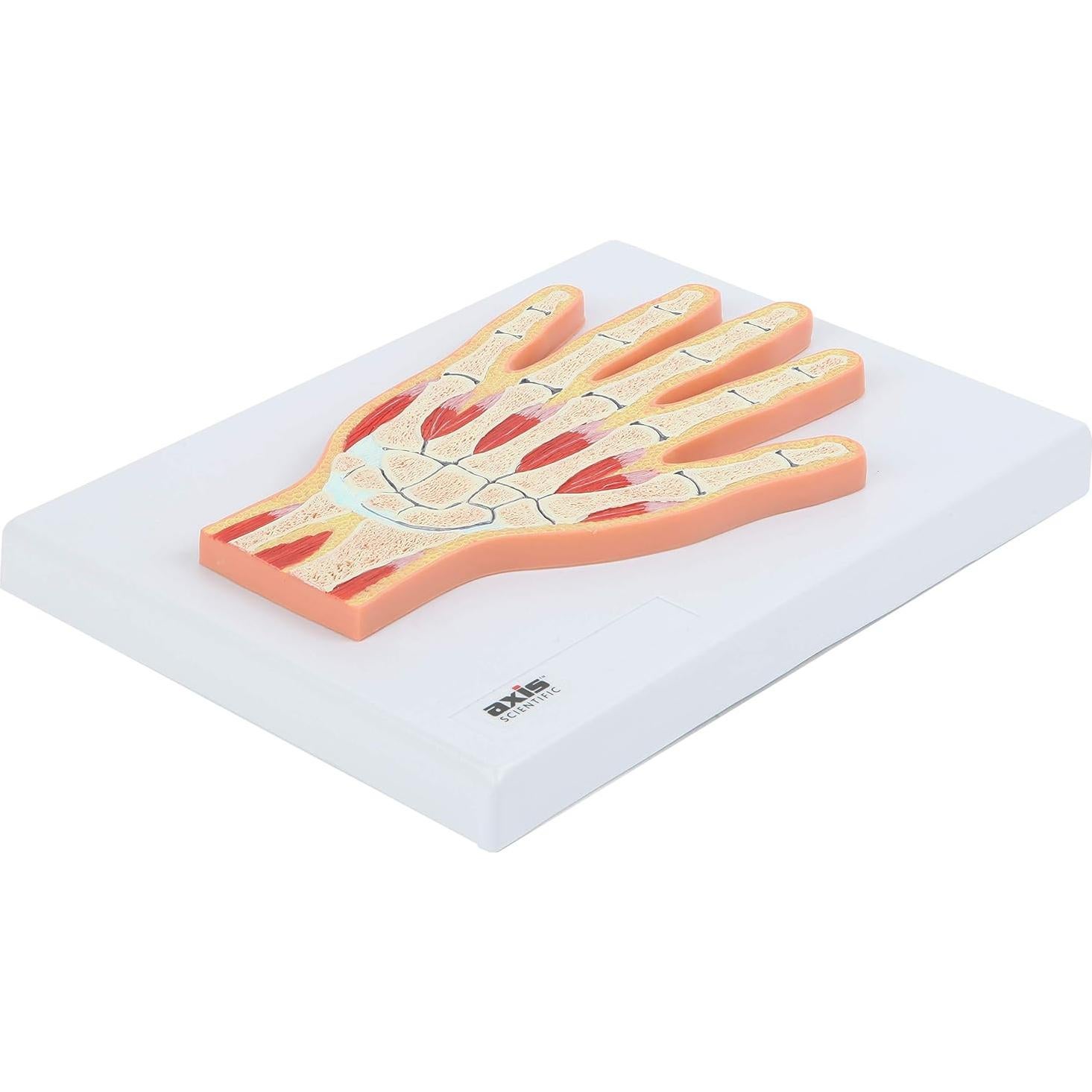 Modelo Anatómico de Mano y Muñeca Axis Scientific 25.56x20.63cm