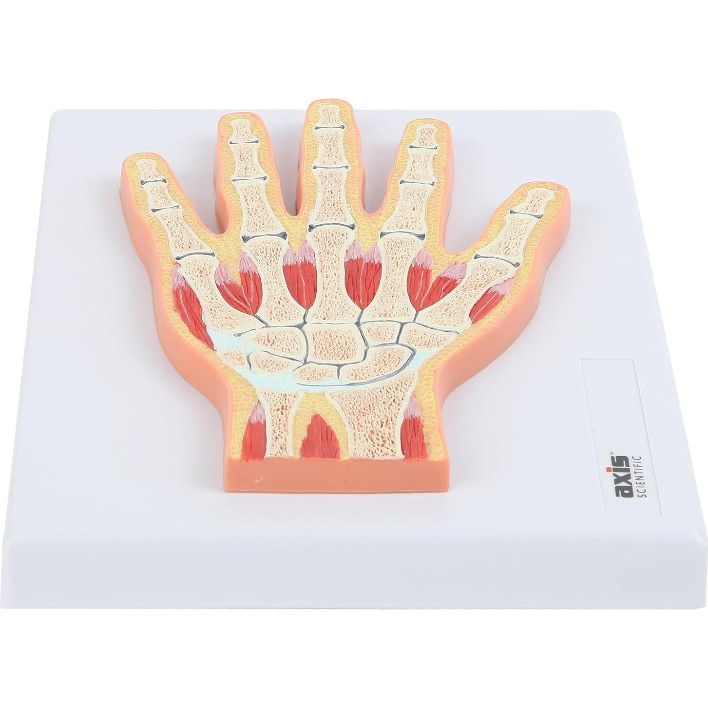 Modelo Anatómico de Mano y Muñeca Axis Scientific 25.56x20.63cm