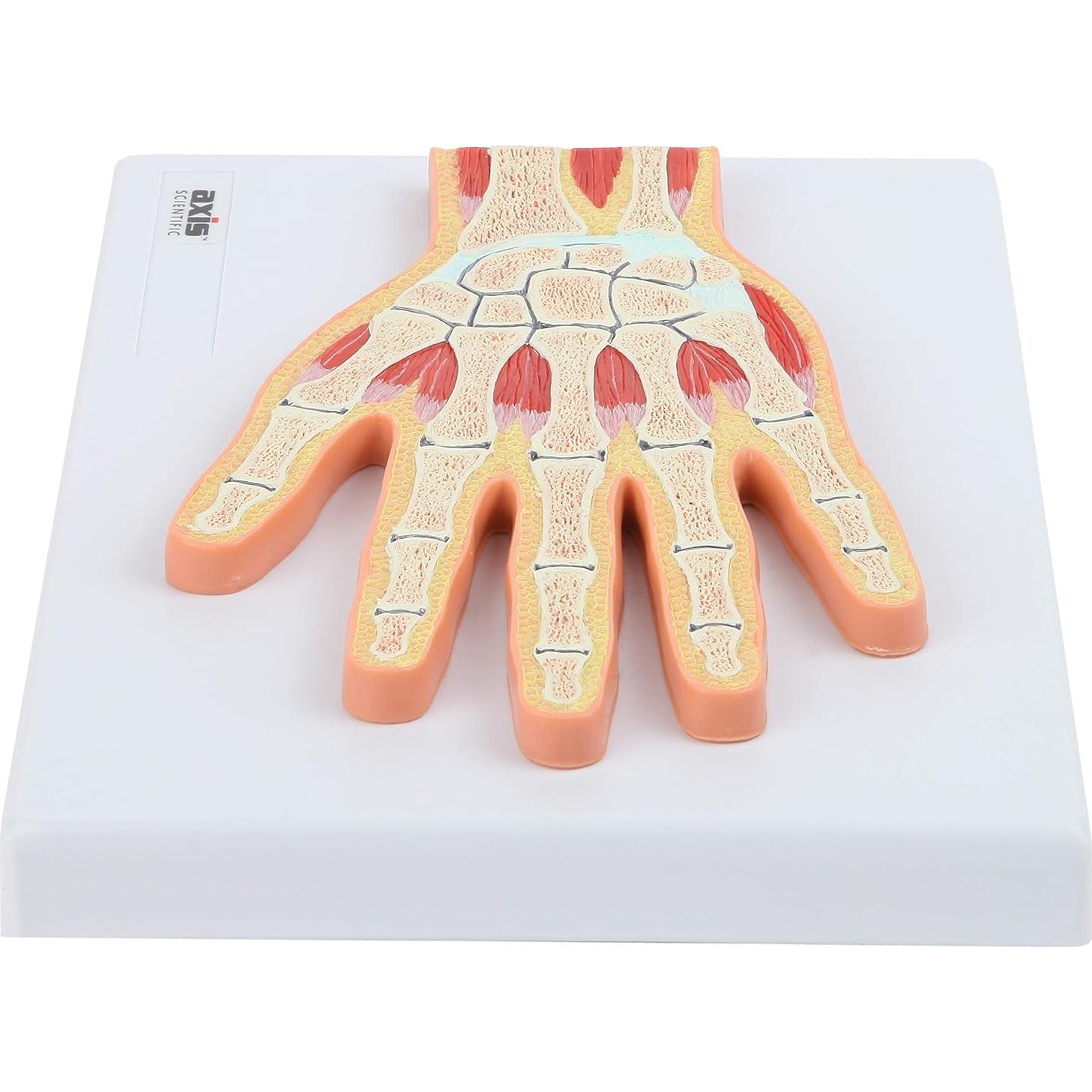 Modelo Anatómico de Mano y Muñeca Axis Scientific 25.56x20.63cm