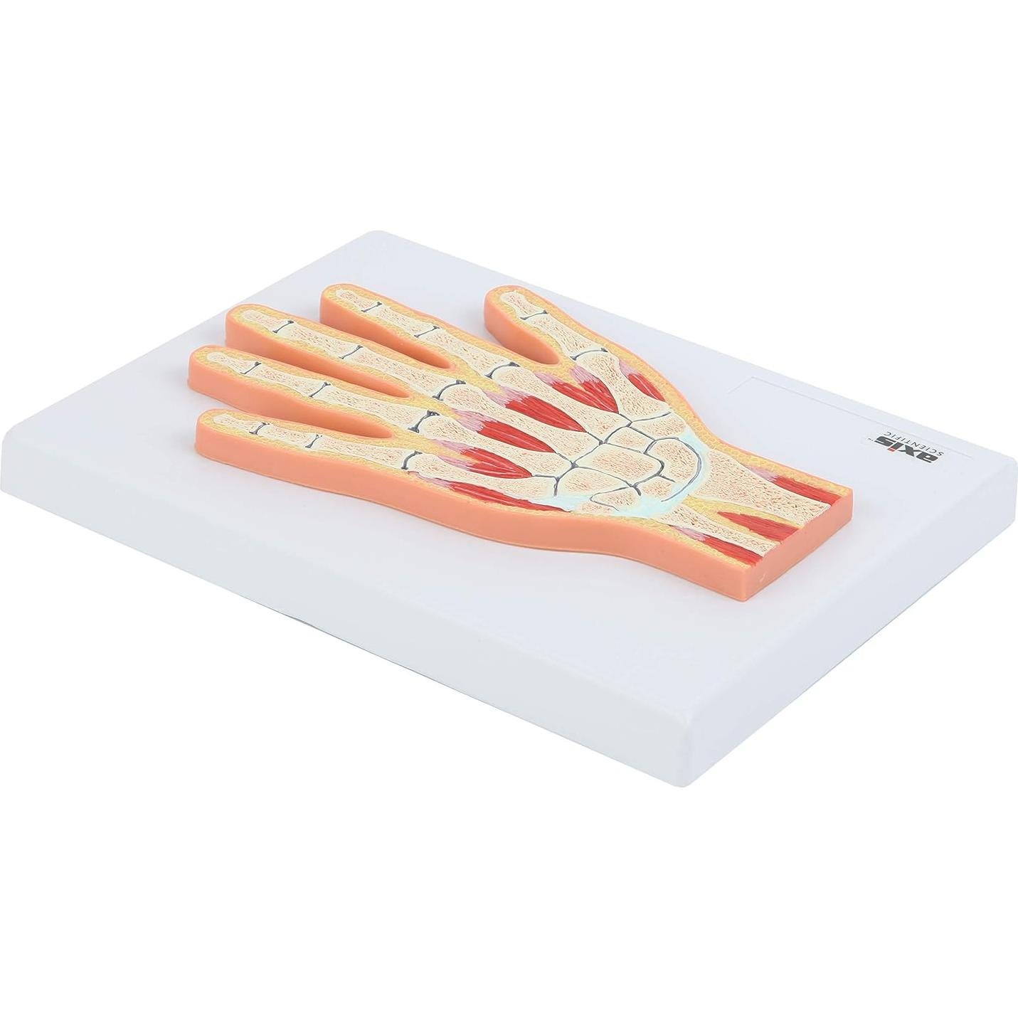 Modelo Anatómico de Mano y Muñeca Axis Scientific 25.56x20.63cm