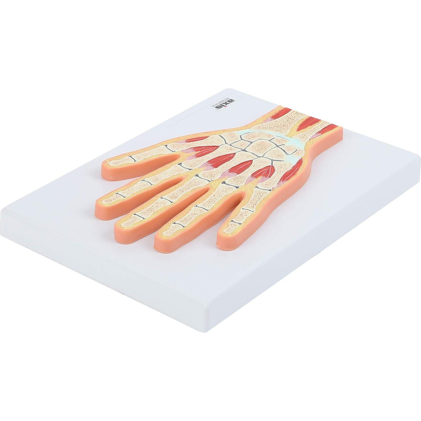 Modelo Anatómico de Mano y Muñeca Axis Scientific 25.56x20.63cm