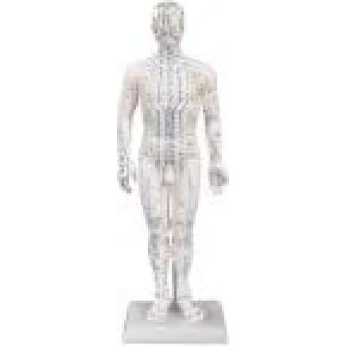 Modelo de Acupuntura Masculino 50 cm KS CHOI CORP