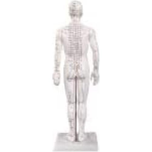 Modelo de Acupuntura Masculino 50 cm KS CHOI CORP