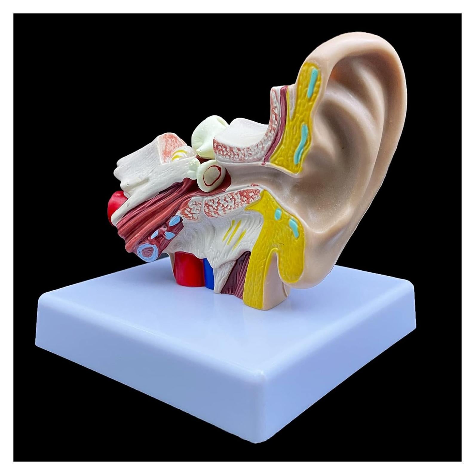 Modelo Anatómico de Oído Humano Ampliado 1.5X XINDAM