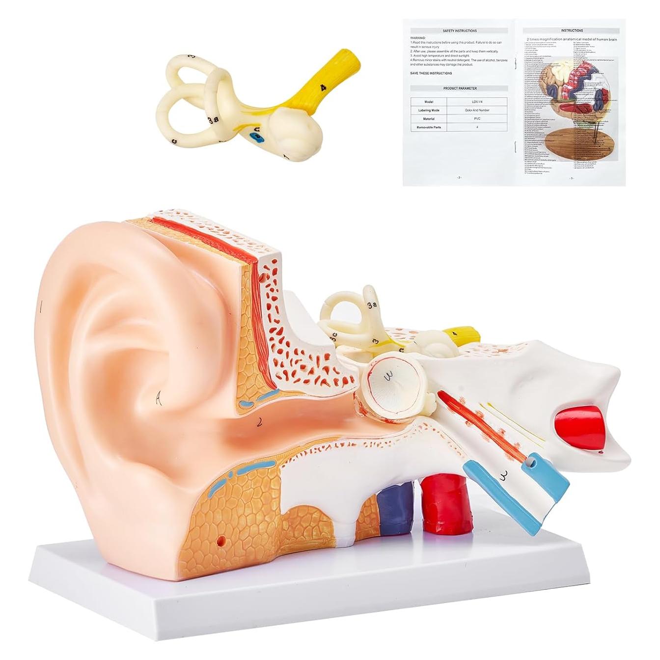 Modelo de Anatomía del Oído Humano VEVOR 5X PVC Educativo