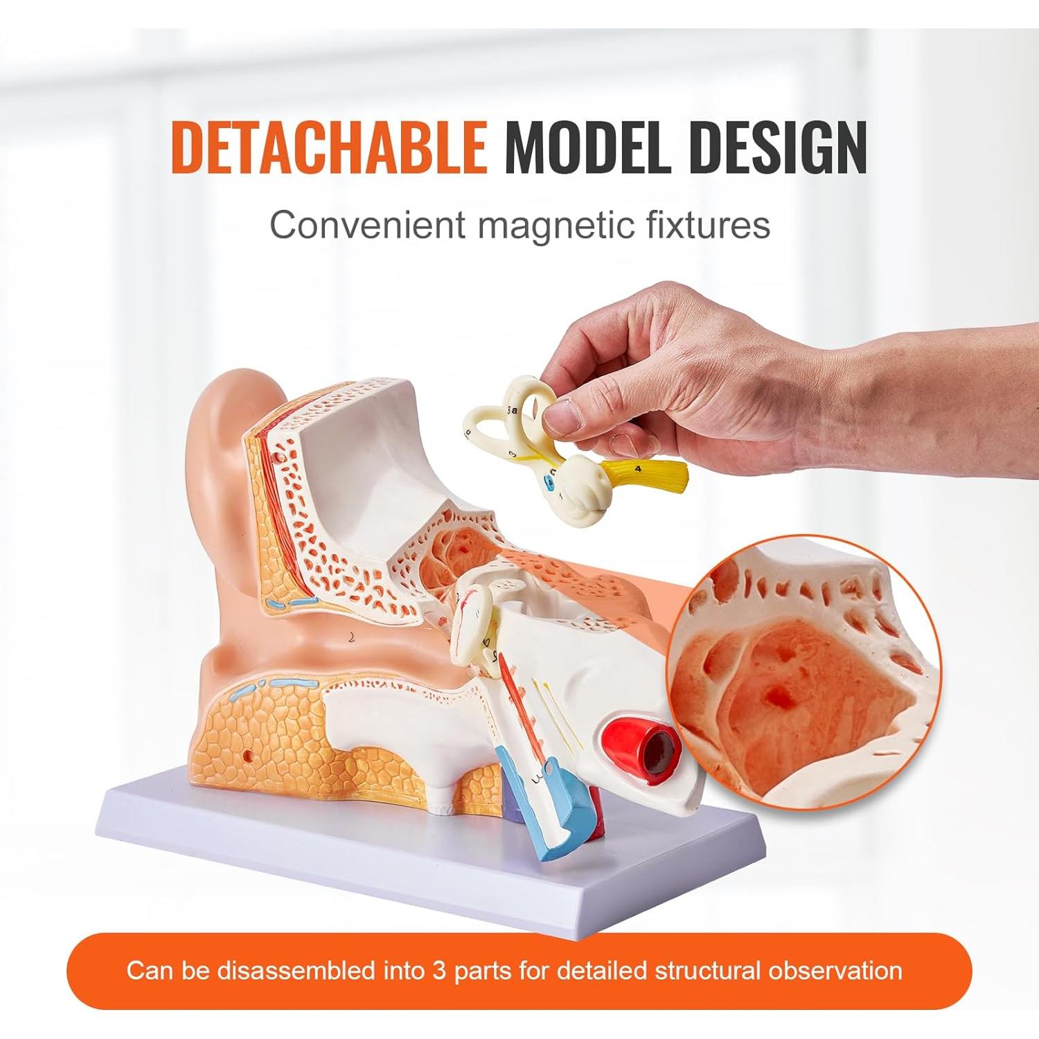 Modelo de Anatomía del Oído Humano VEVOR 5X PVC Educativo
