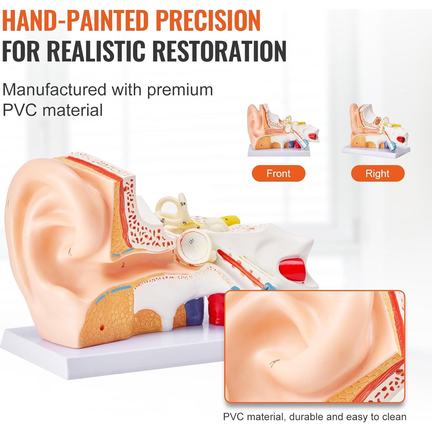 Modelo de Anatomía del Oído Humano VEVOR 5X PVC Educativo