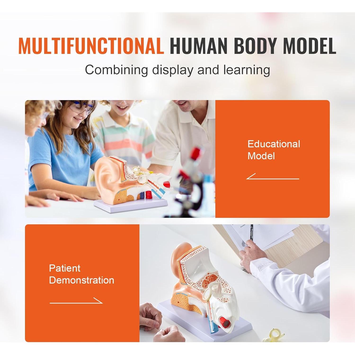 Modelo de Anatomía del Oído Humano VEVOR 5X PVC Educativo