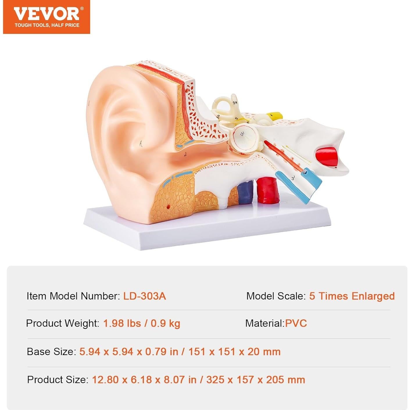 Modelo de Anatomía del Oído Humano VEVOR 5X PVC Educativo