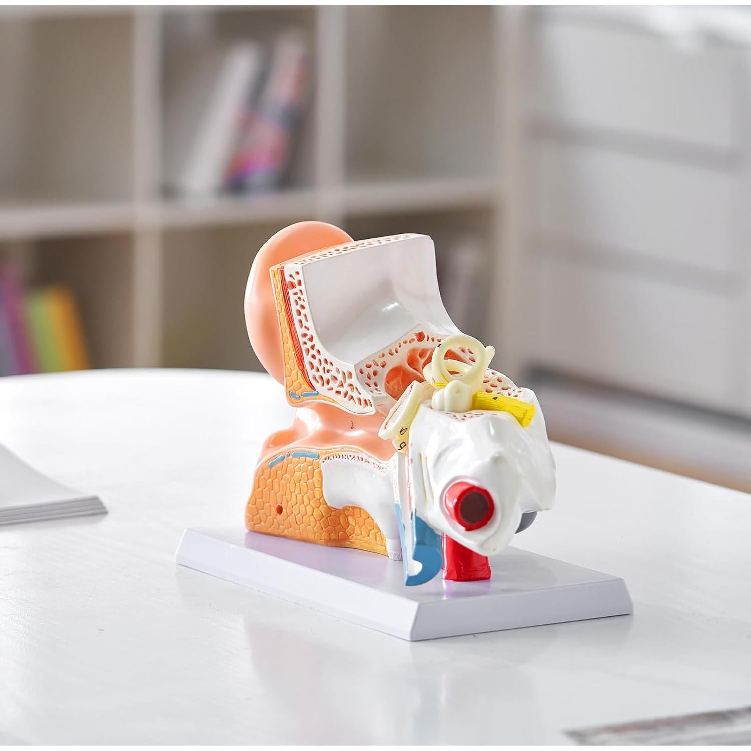 Modelo de Anatomía del Oído Humano VEVOR 5X PVC Educativo