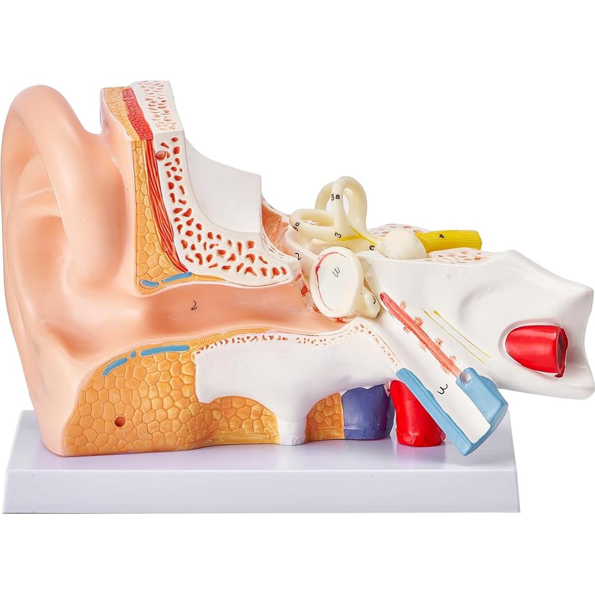 Modelo de Anatomía del Oído Humano VEVOR 5X PVC Educativo
