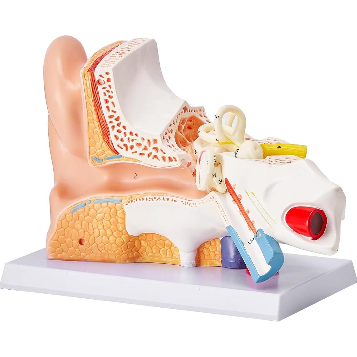 Modelo de Anatomía del Oído Humano VEVOR 5X PVC Educativo