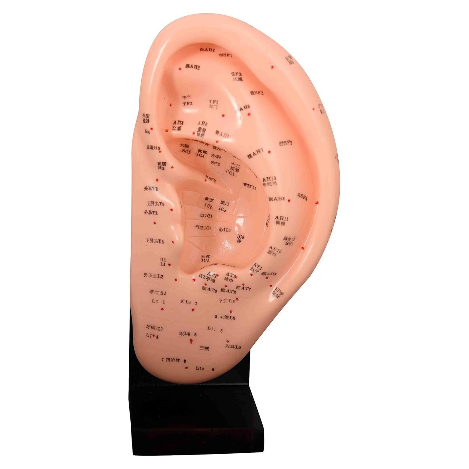 Modelo Anatomía Acupuntura Oreja 22 cm Angelus IT-095