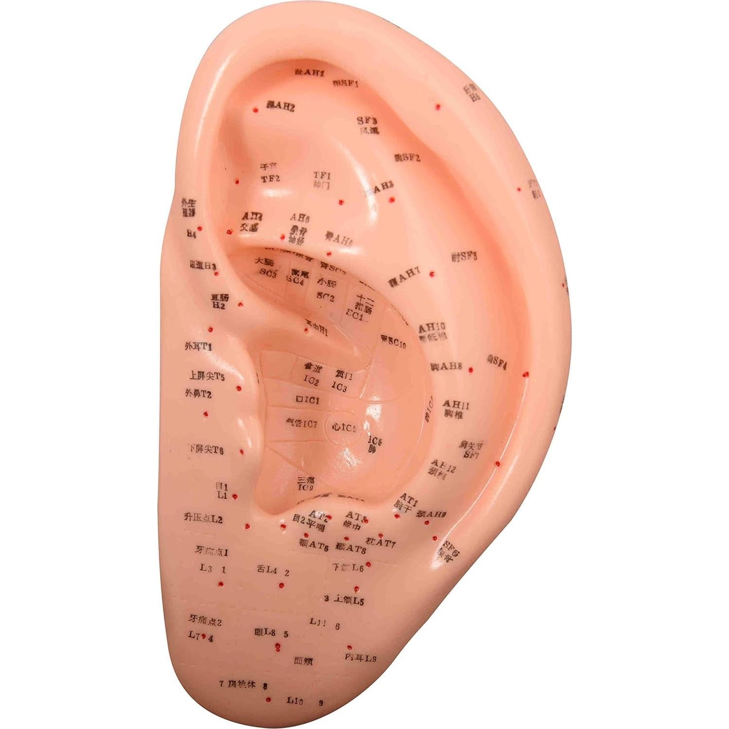 Modelo Anatomía Acupuntura Oreja 22 cm Angelus IT-095