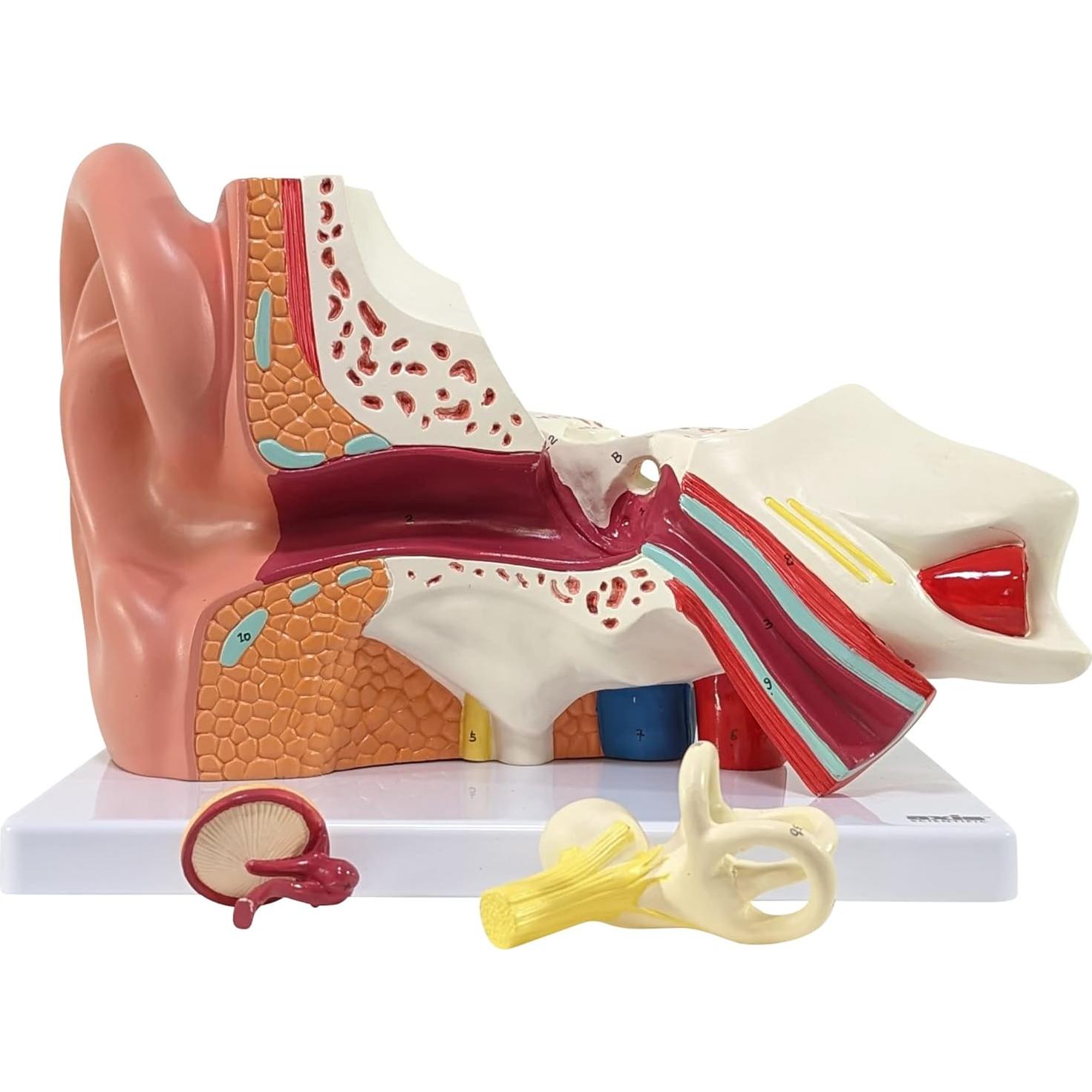 Modelo de Oído Humano Axis Scientific 5X 3 Partes