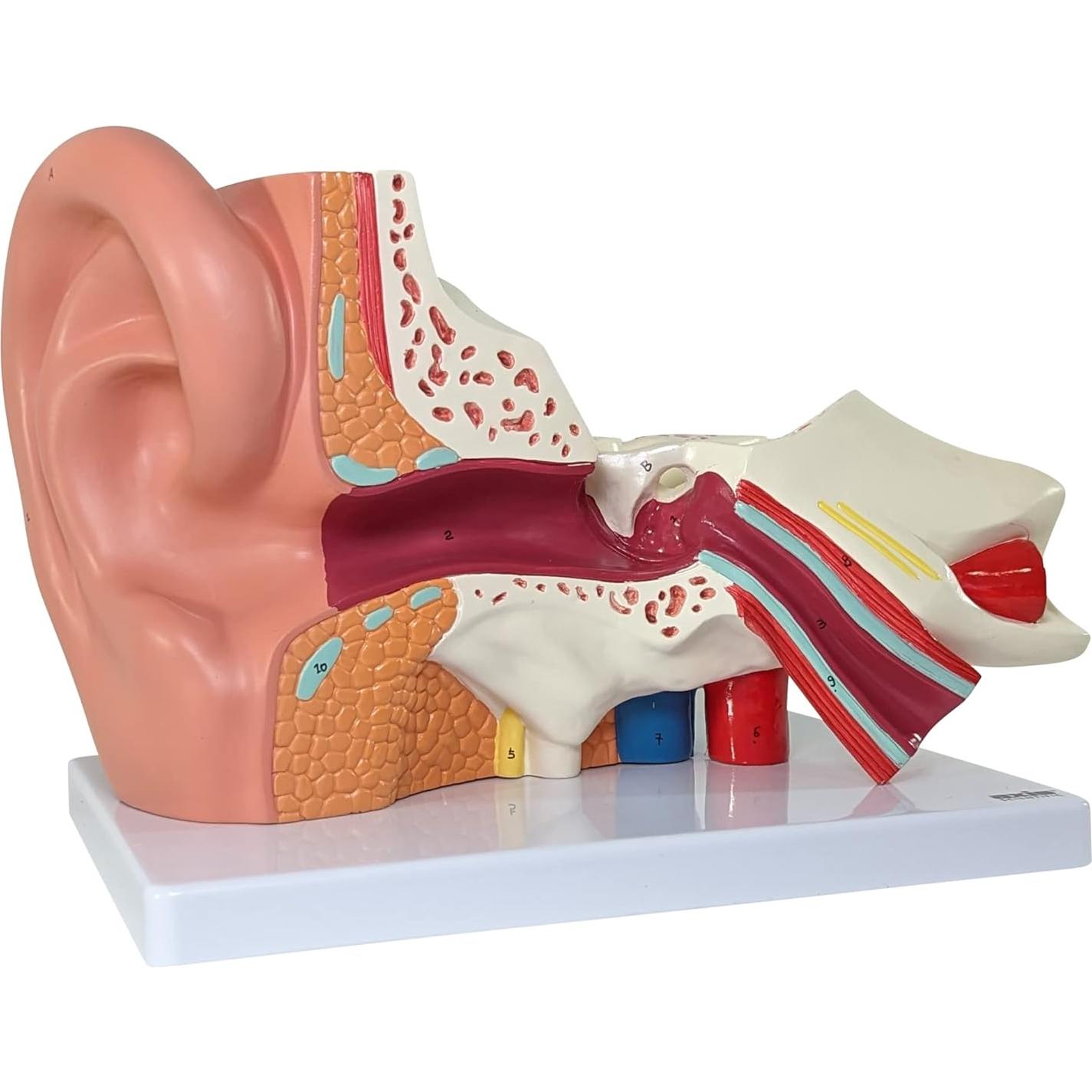 Modelo de Oído Humano Axis Scientific 5X 3 Partes