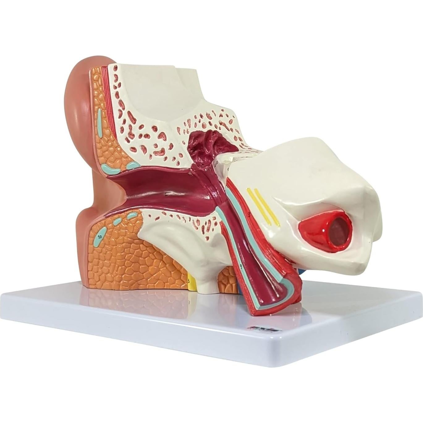 Modelo de Oído Humano Axis Scientific 5X 3 Partes