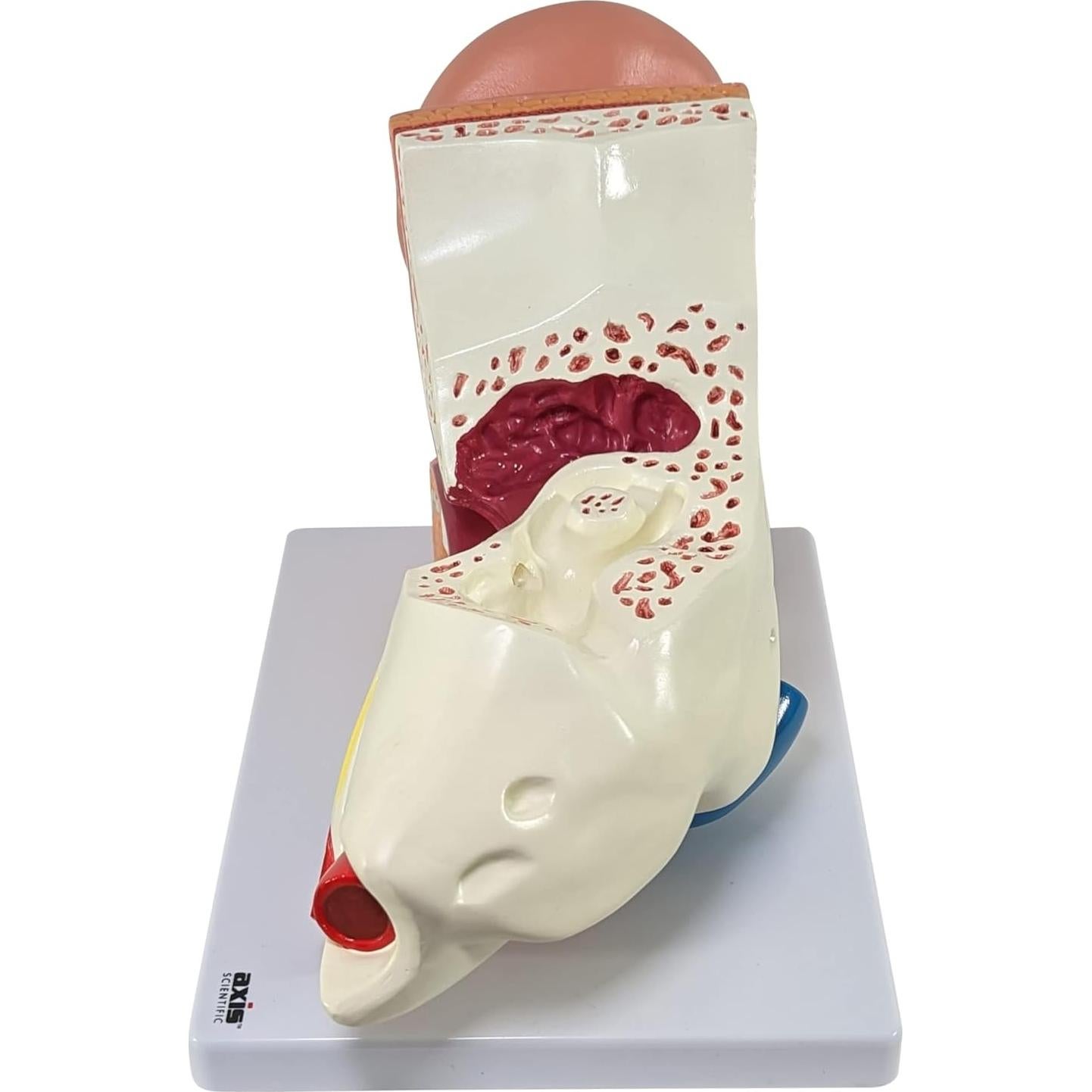 Modelo de Oído Humano Axis Scientific 5X 3 Partes