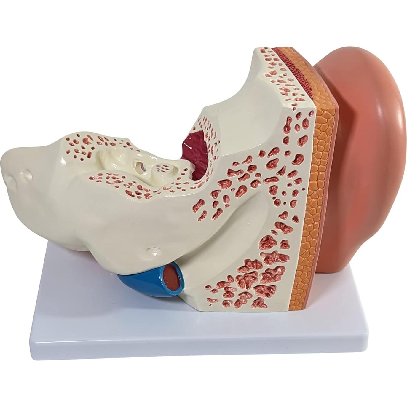 Modelo de Oído Humano Axis Scientific 5X 3 Partes