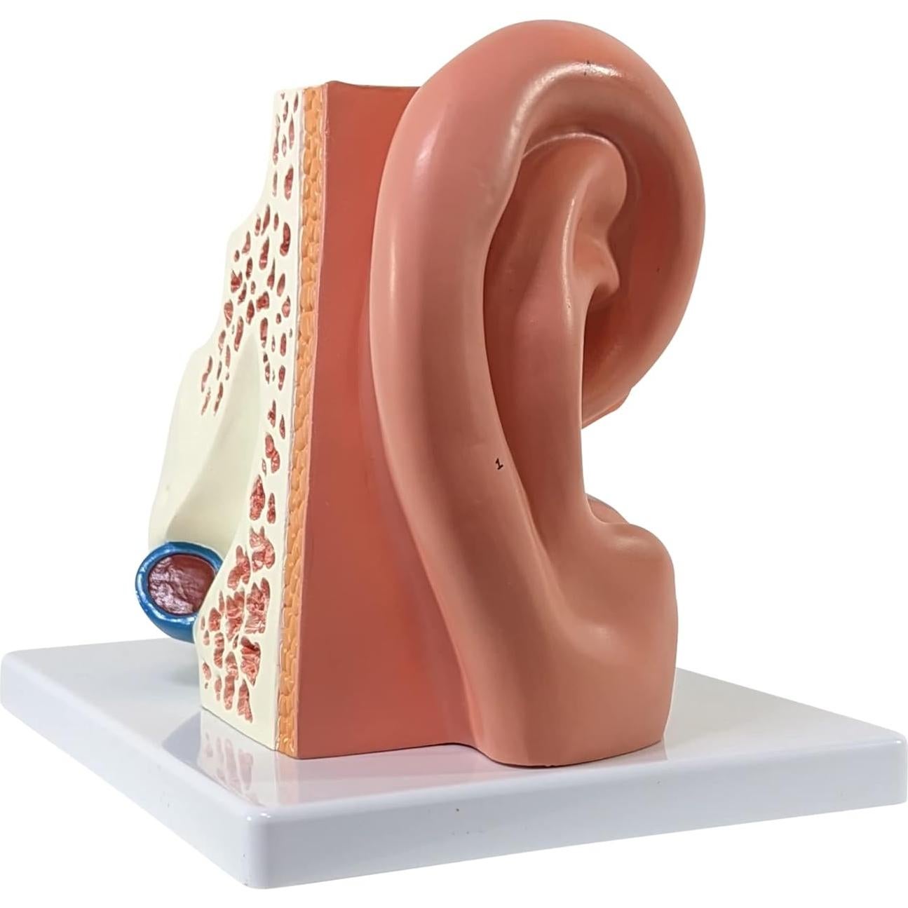 Modelo de Oído Humano Axis Scientific 5X 3 Partes