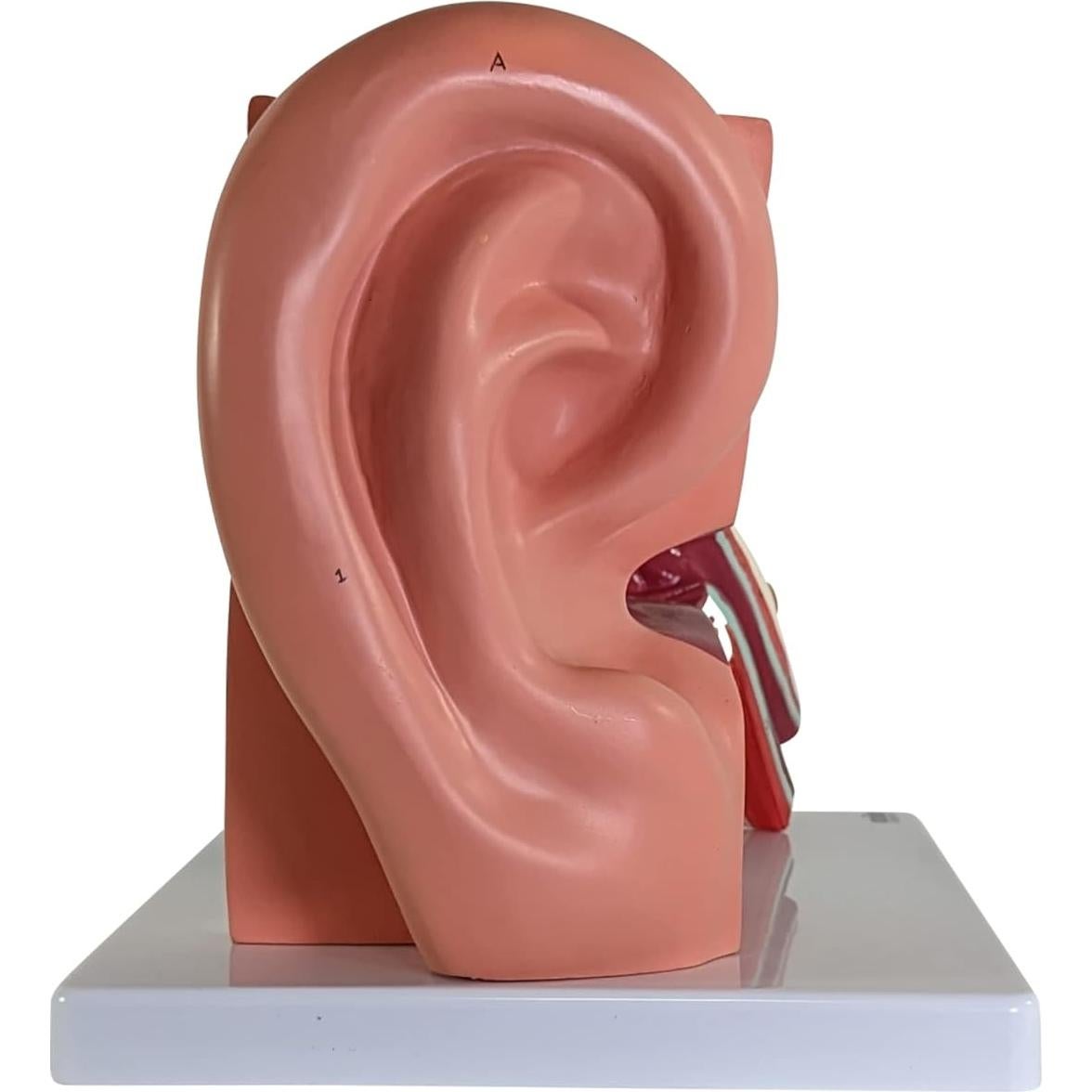 Modelo de Oído Humano Axis Scientific 5X 3 Partes