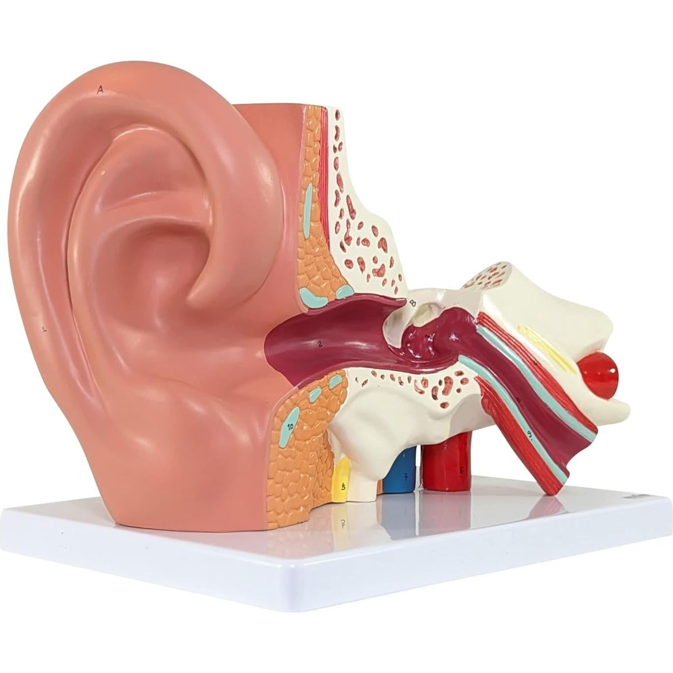Modelo de Oído Humano Axis Scientific 5X 3 Partes