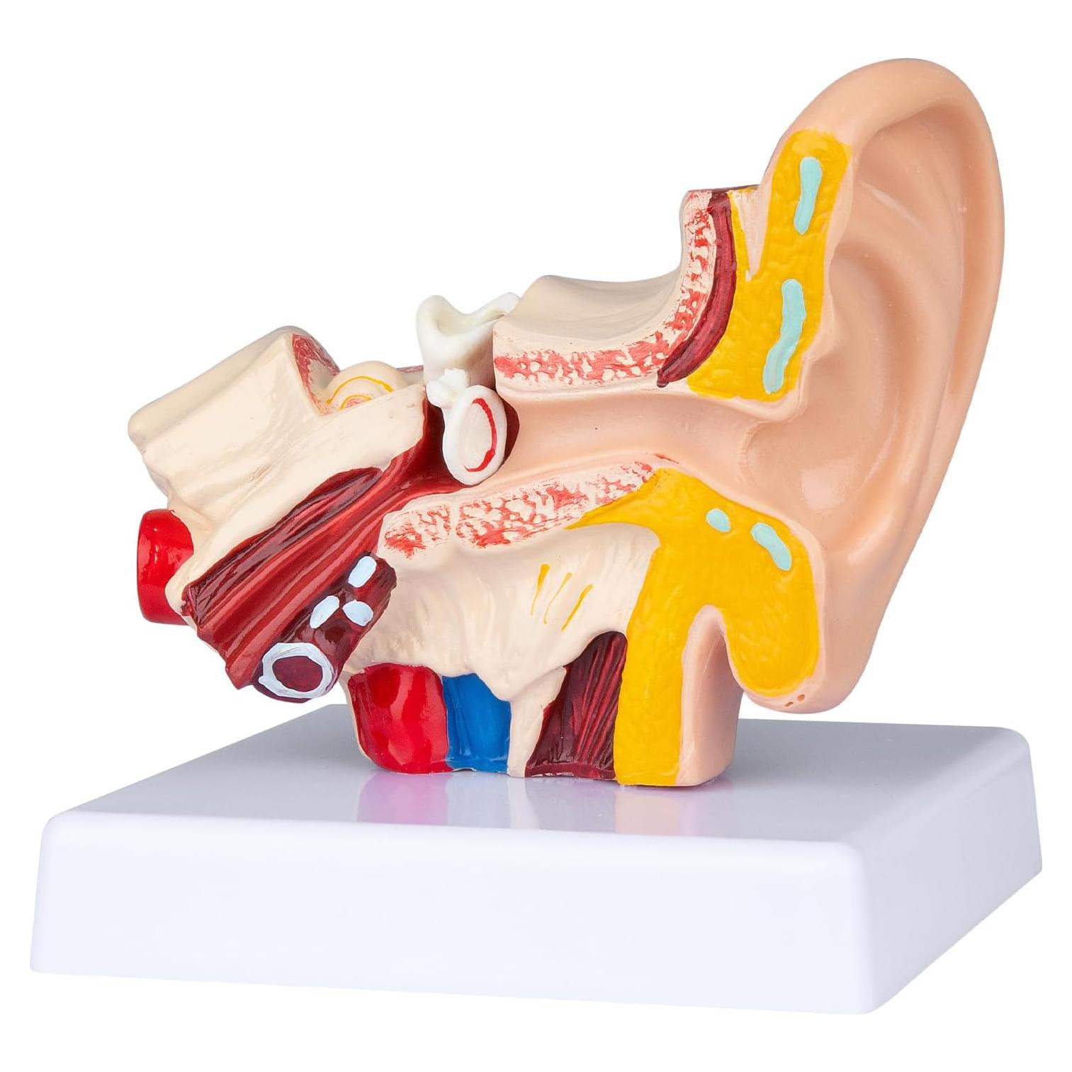 Modelo Anatómico 3D del Oído Humano Healthible 1.5x