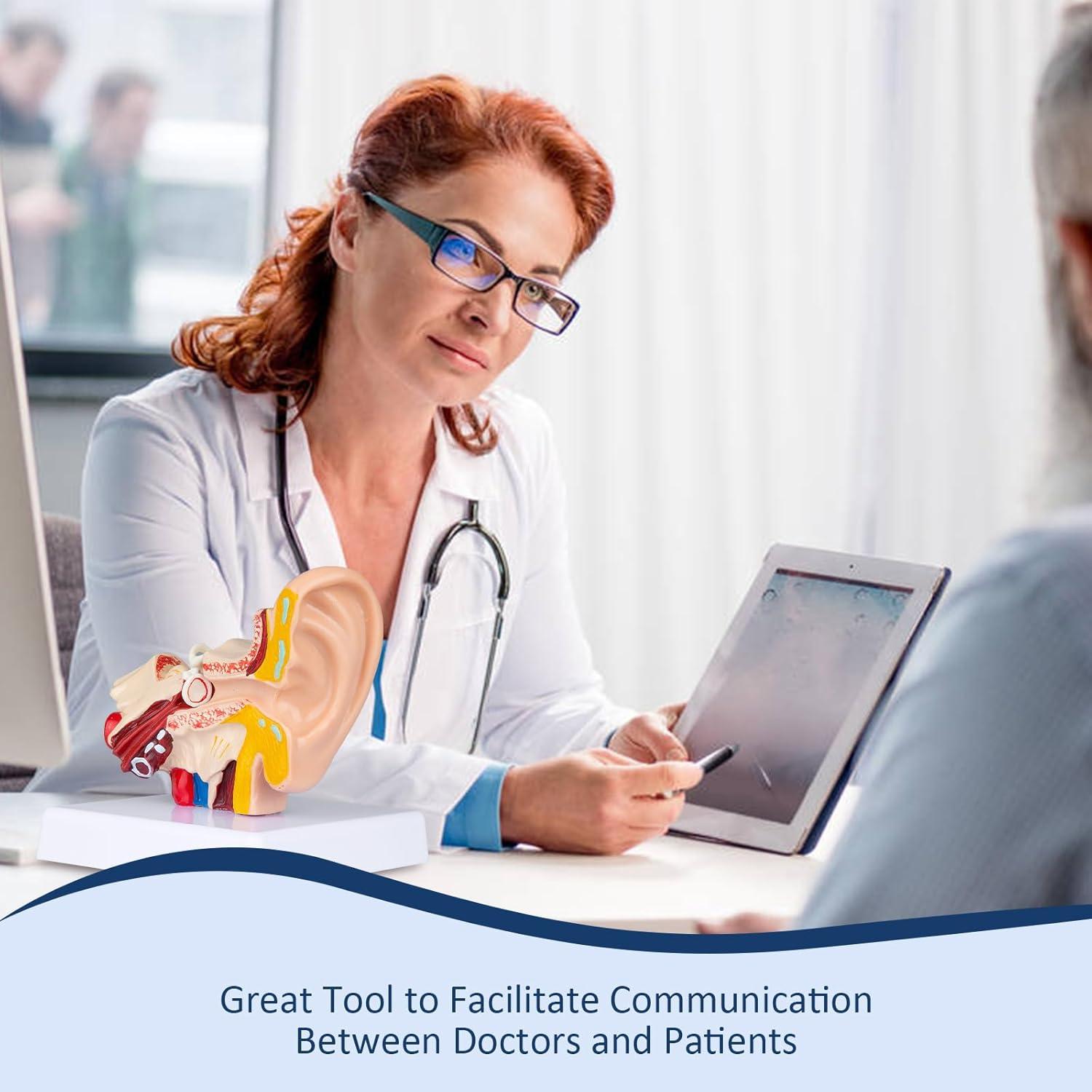 Modelo Anatómico 3D del Oído Humano Healthible 1.5x