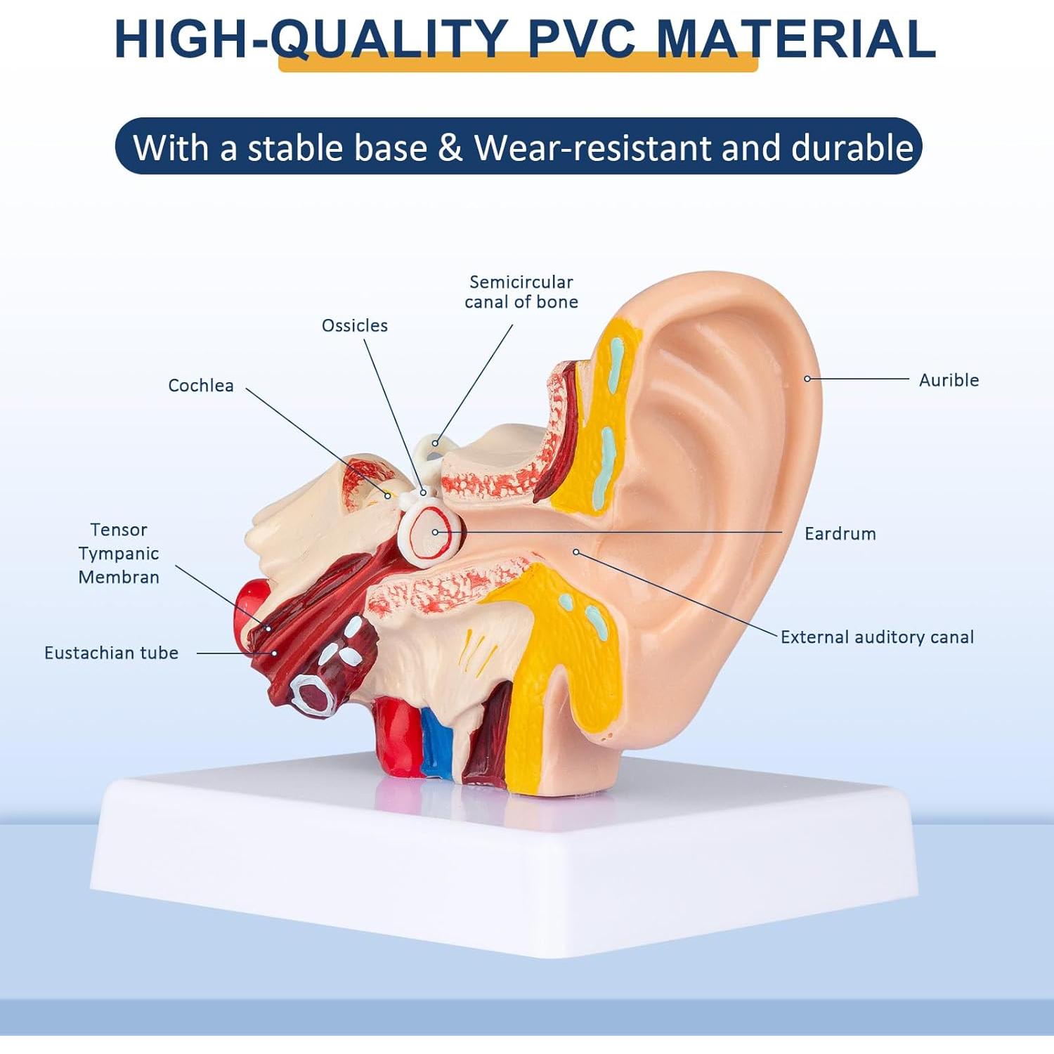 Modelo Anatómico 3D del Oído Humano Healthible 1.5x
