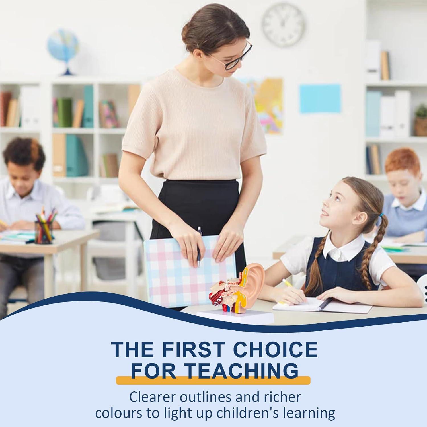 Modelo Anatómico 3D del Oído Humano Healthible 1.5x