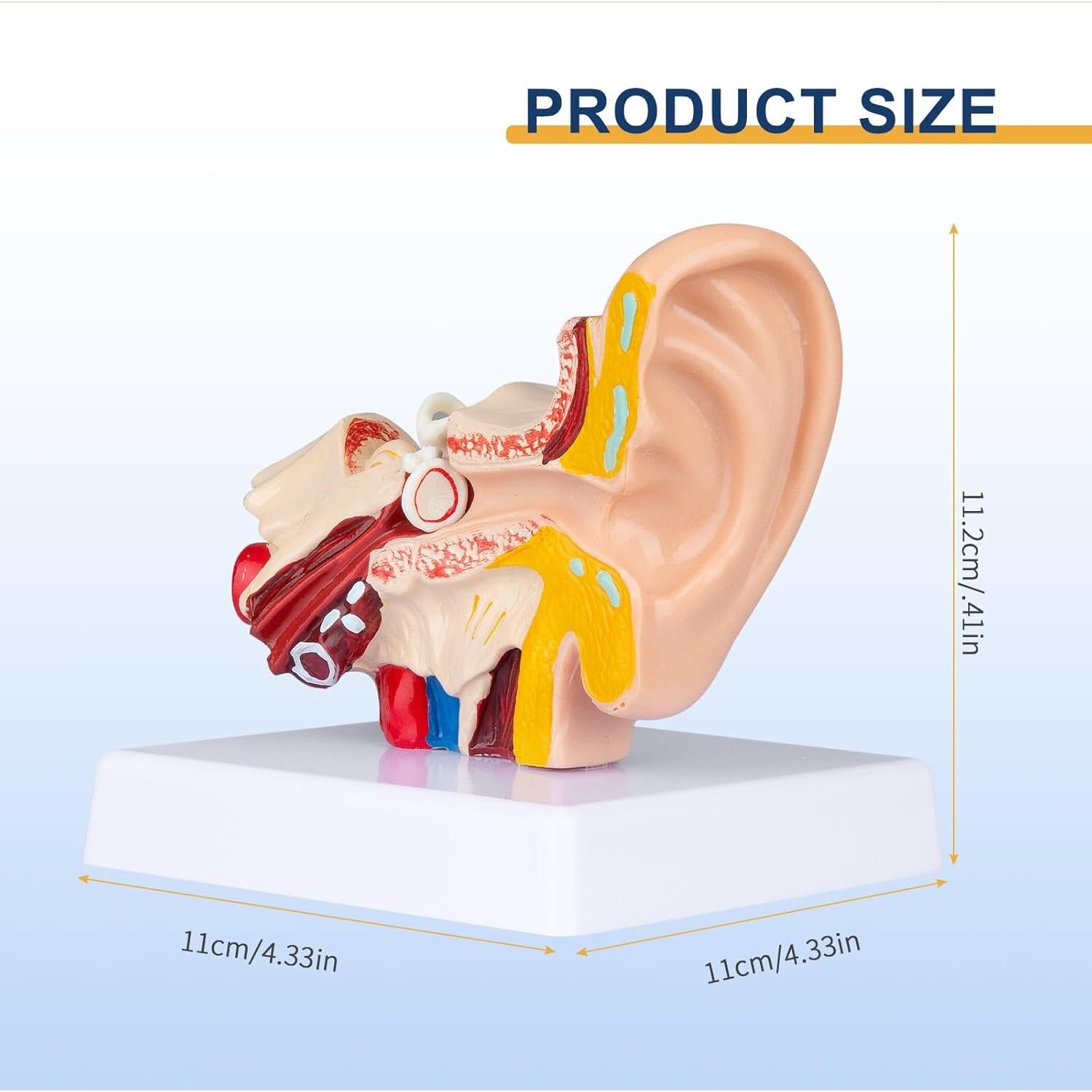 Modelo Anatómico 3D del Oído Humano Healthible 1.5x