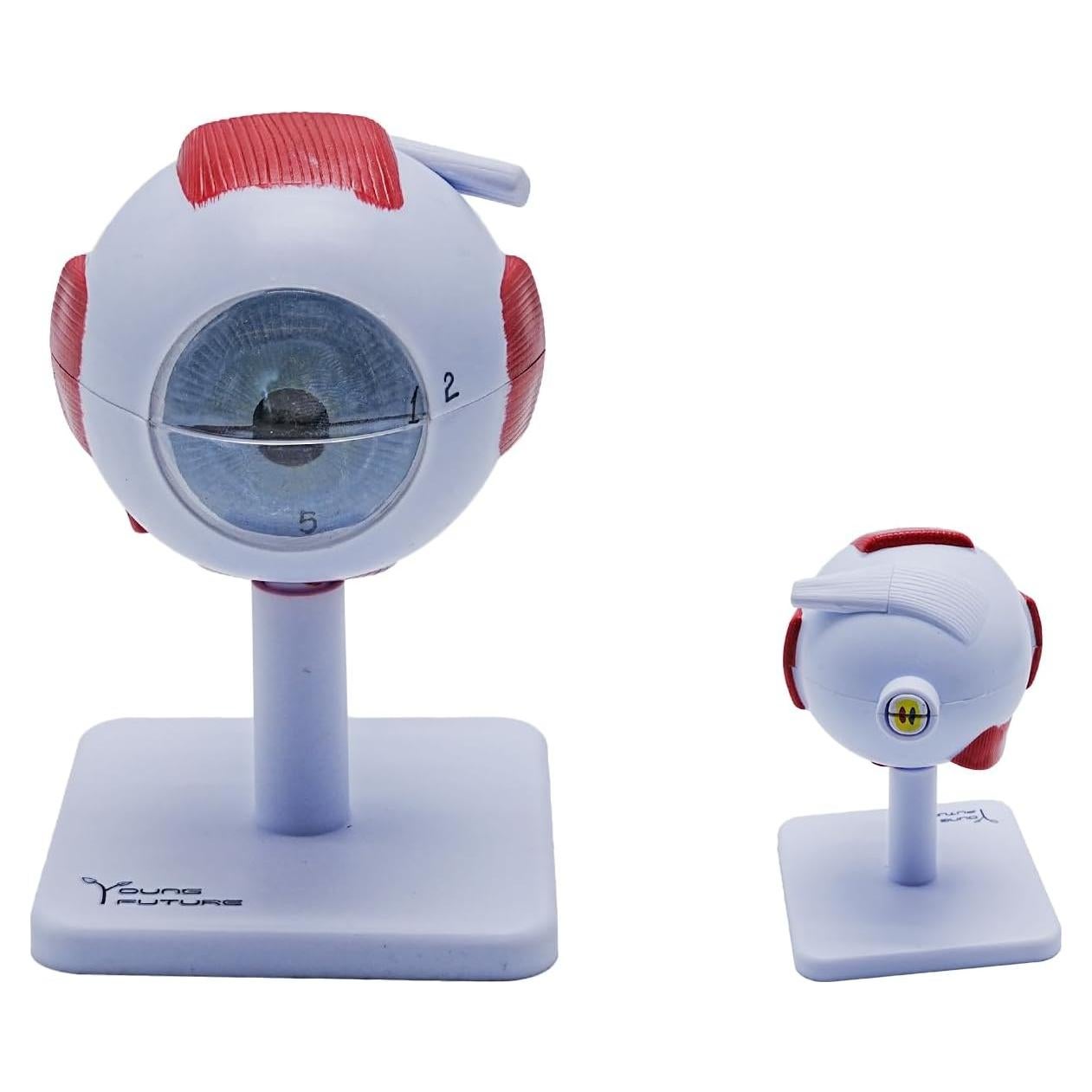 Modelo Anatómico del Ojo Humano 3X Aumentado YANYANG