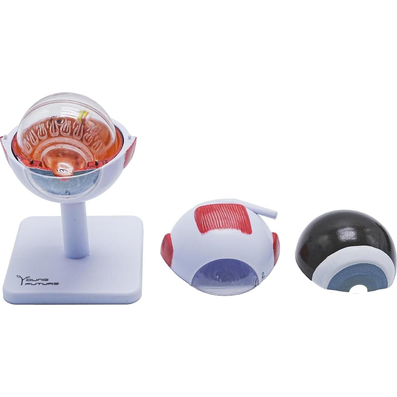 Modelo Anatómico del Ojo Humano 3X Aumentado YANYANG