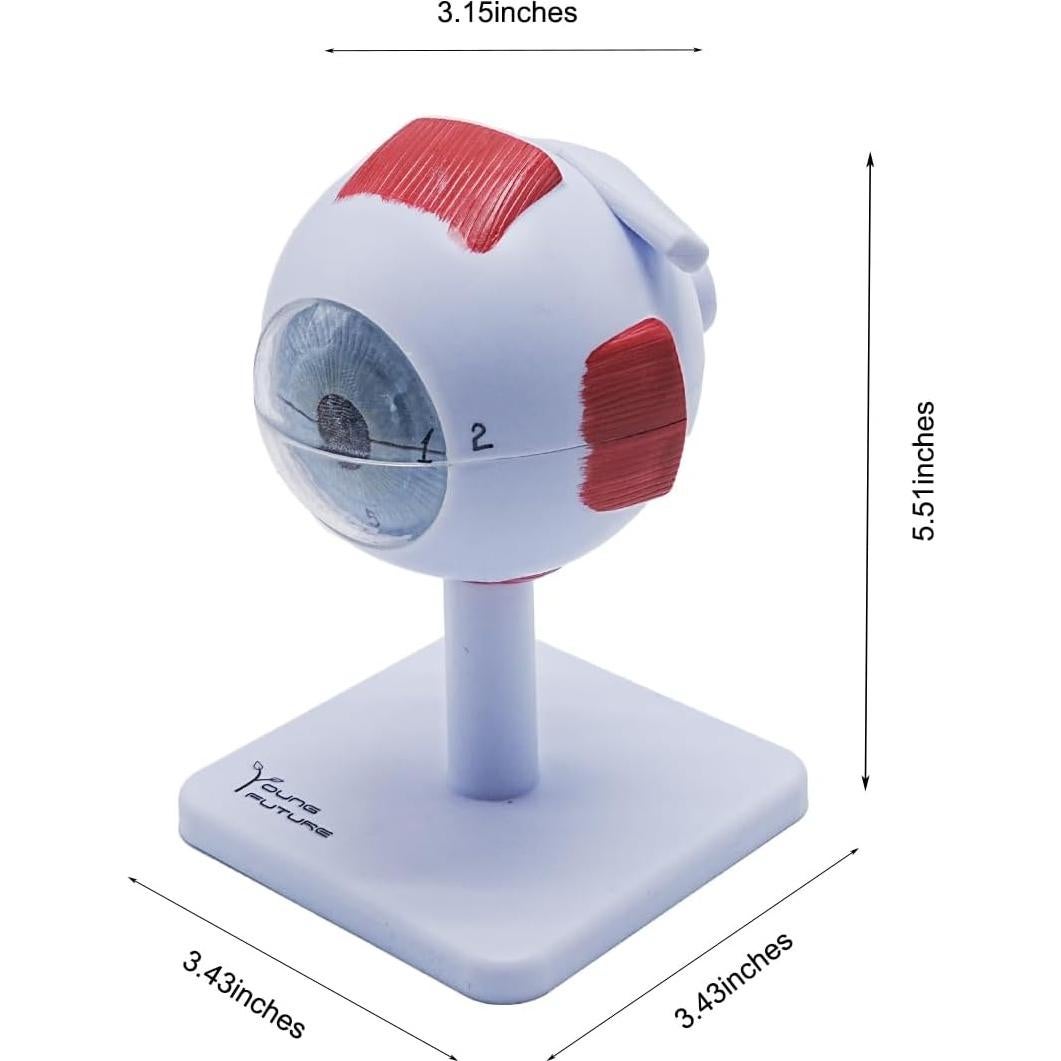 Modelo Anatómico del Ojo Humano 3X Aumentado YANYANG