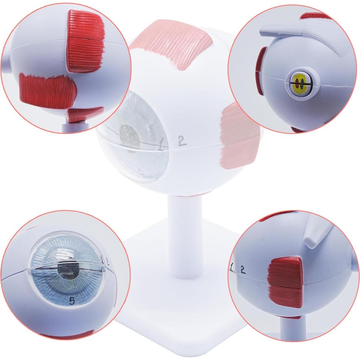 Modelo Anatómico del Ojo Humano 3X Aumentado YANYANG