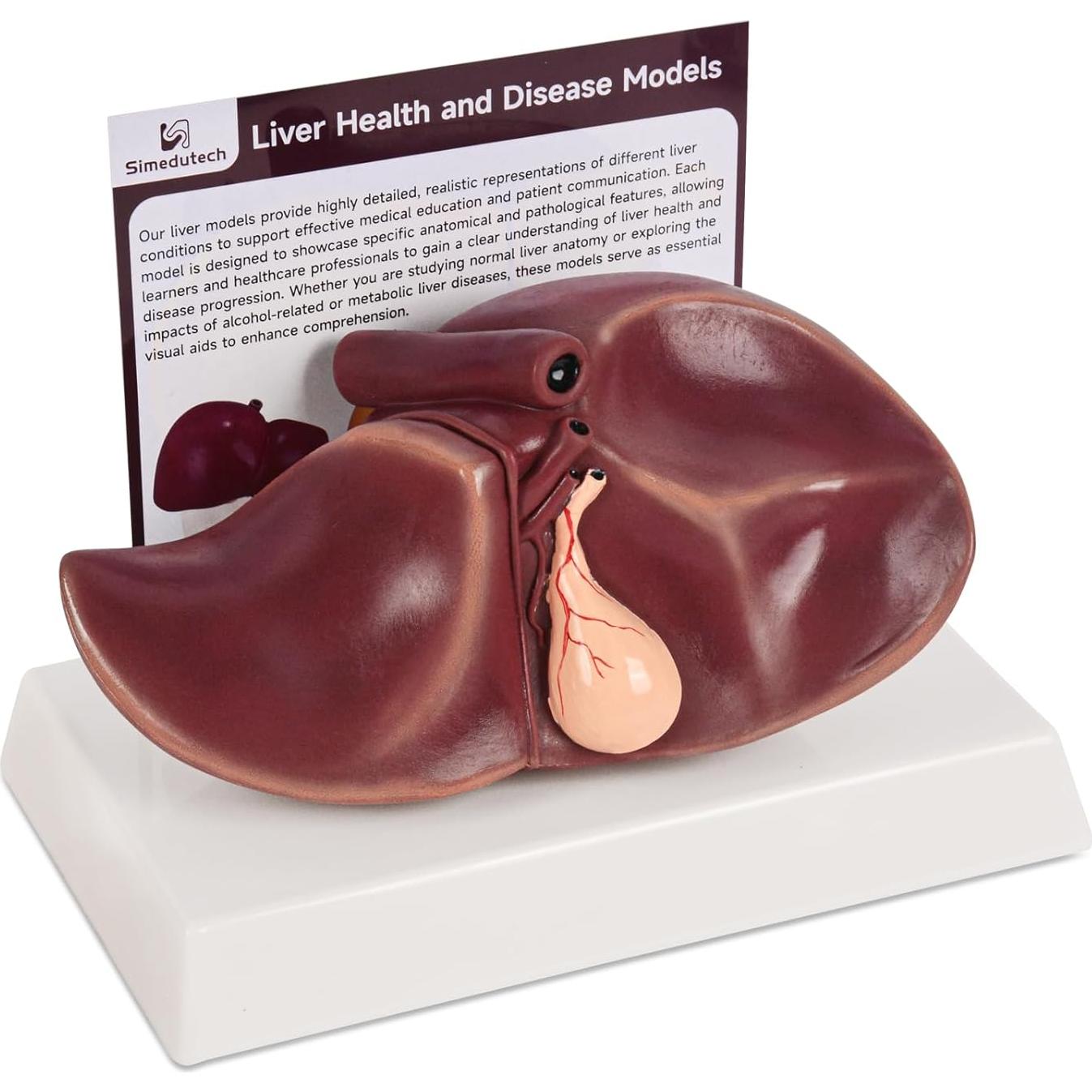 Modelo de Anatomía del Hígado Humano en Silicona 25.9x17 cm