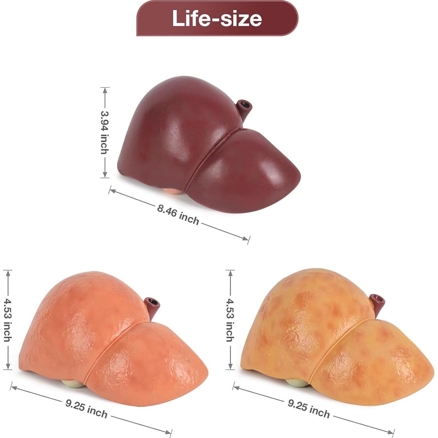 Modelo de Anatomía del Hígado Humano en Silicona 25.9x17 cm