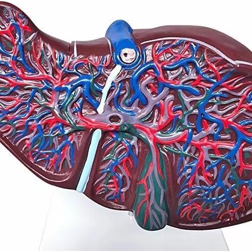 Modelo de Hígado Humano BONEW Anatomía Médica PVC 30cm