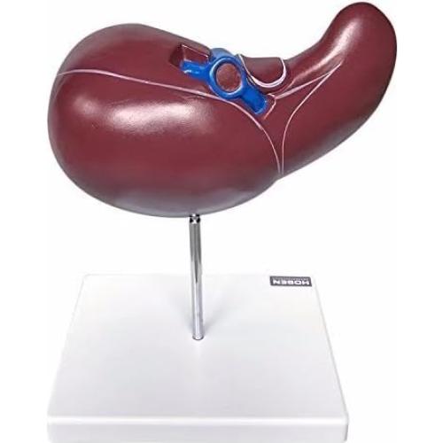 Modelo de Hígado Humano BONEW Anatomía Médica PVC 30cm