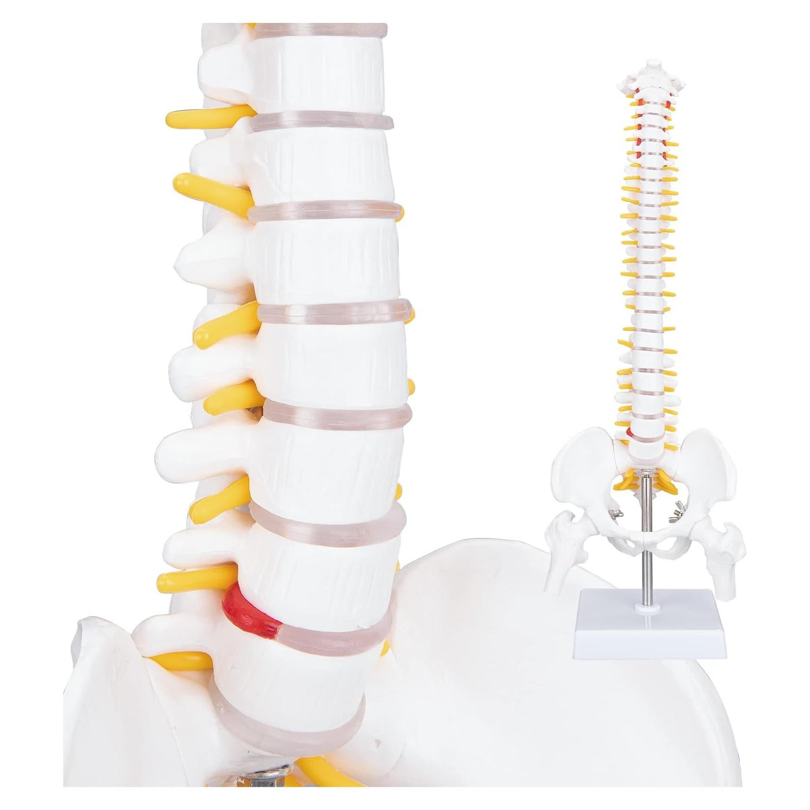 Modelo de Columna Vertebral Humana 45cm PVC Ecológico