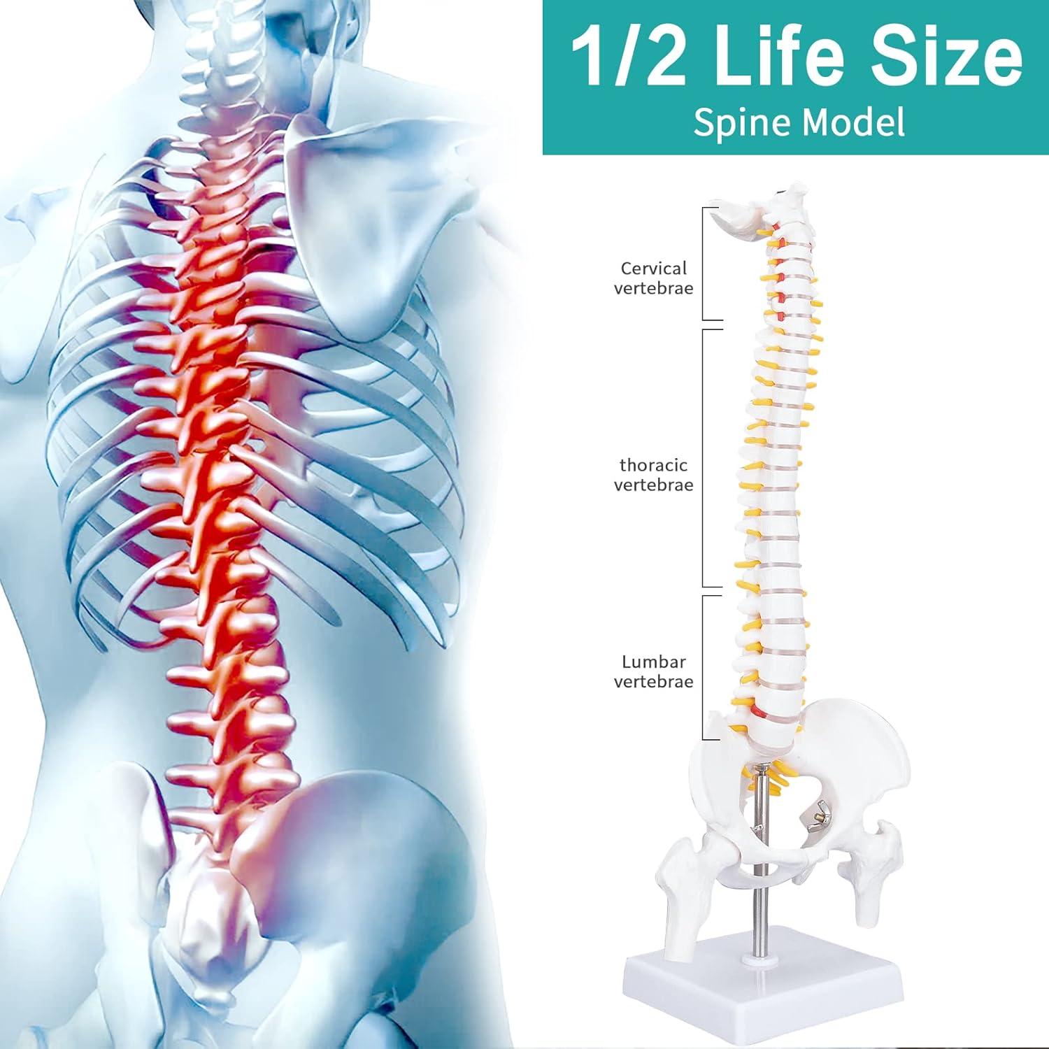 Modelo de Columna Vertebral Humana 45cm PVC Ecológico