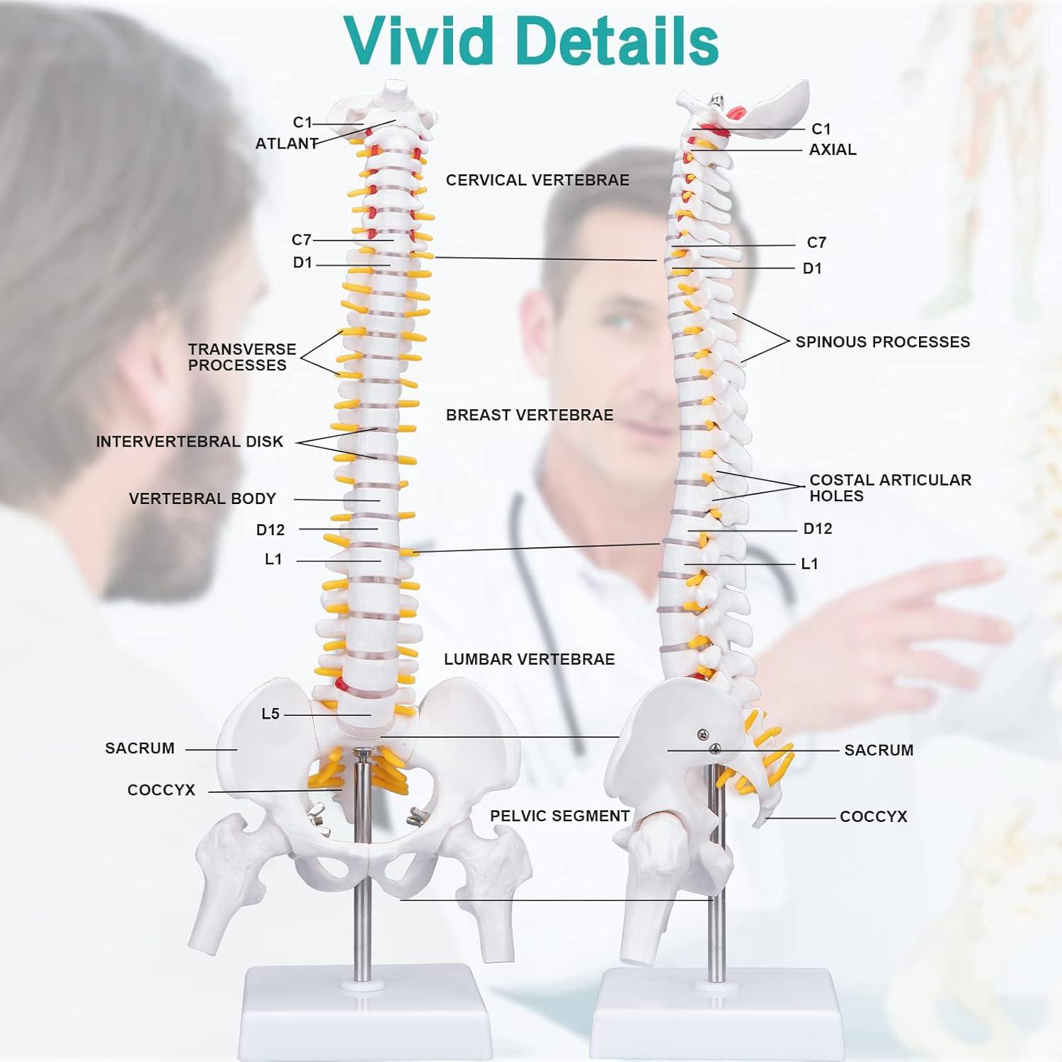 Modelo de Columna Vertebral Humana 45cm PVC Ecológico