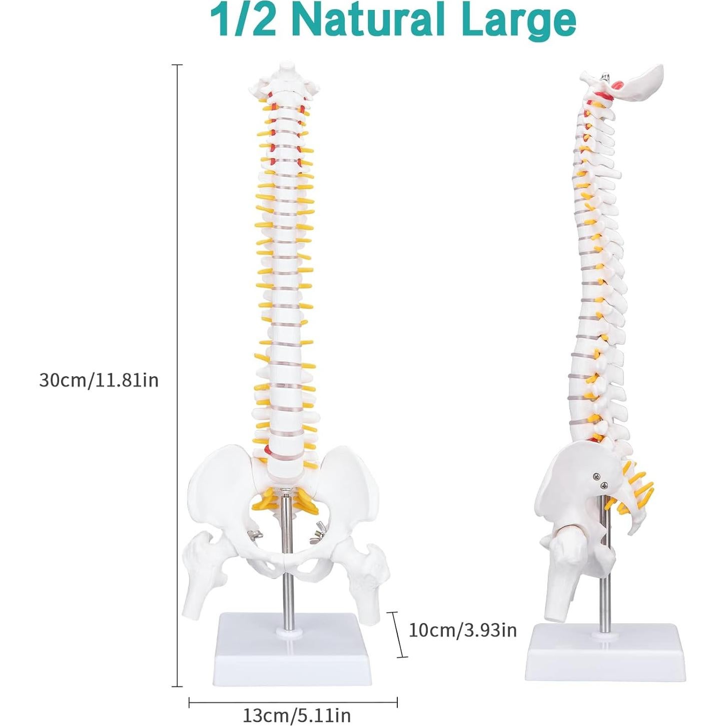 Modelo de Columna Vertebral Humana 45cm PVC Ecológico