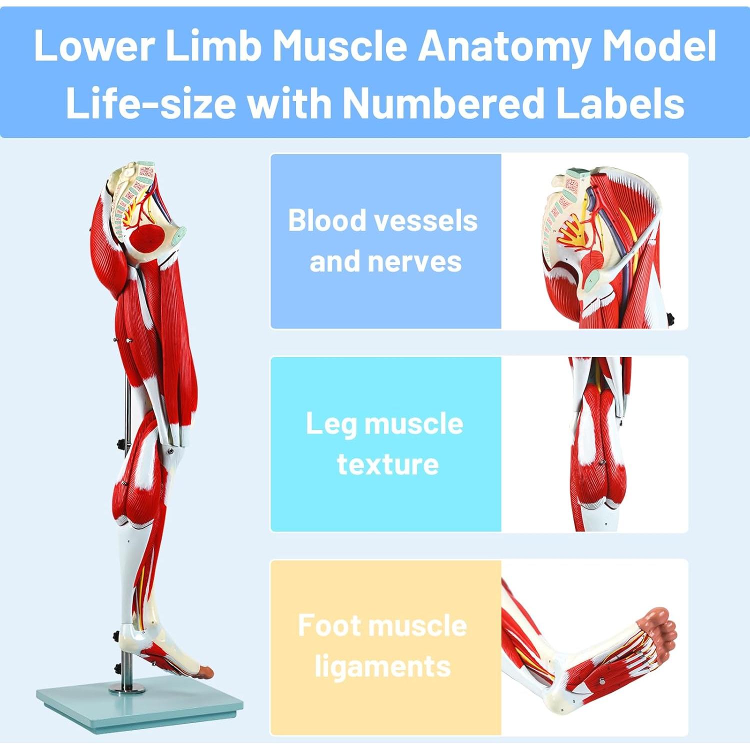 Modelo de Anatomía de Músculos de Pierna JNMFTD 114 cm 14 Partes