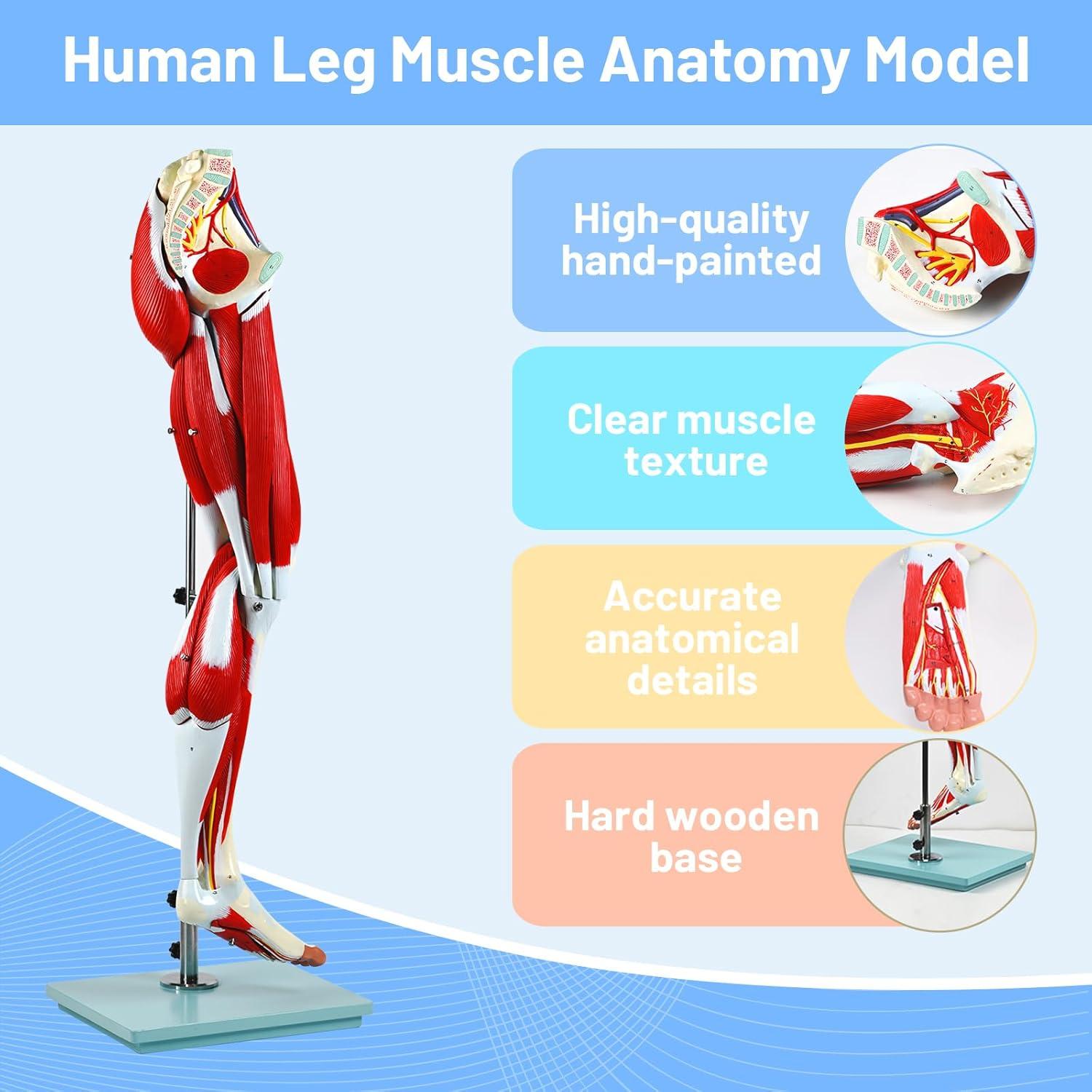 Modelo de Anatomía de Músculos de Pierna JNMFTD 114 cm 14 Partes