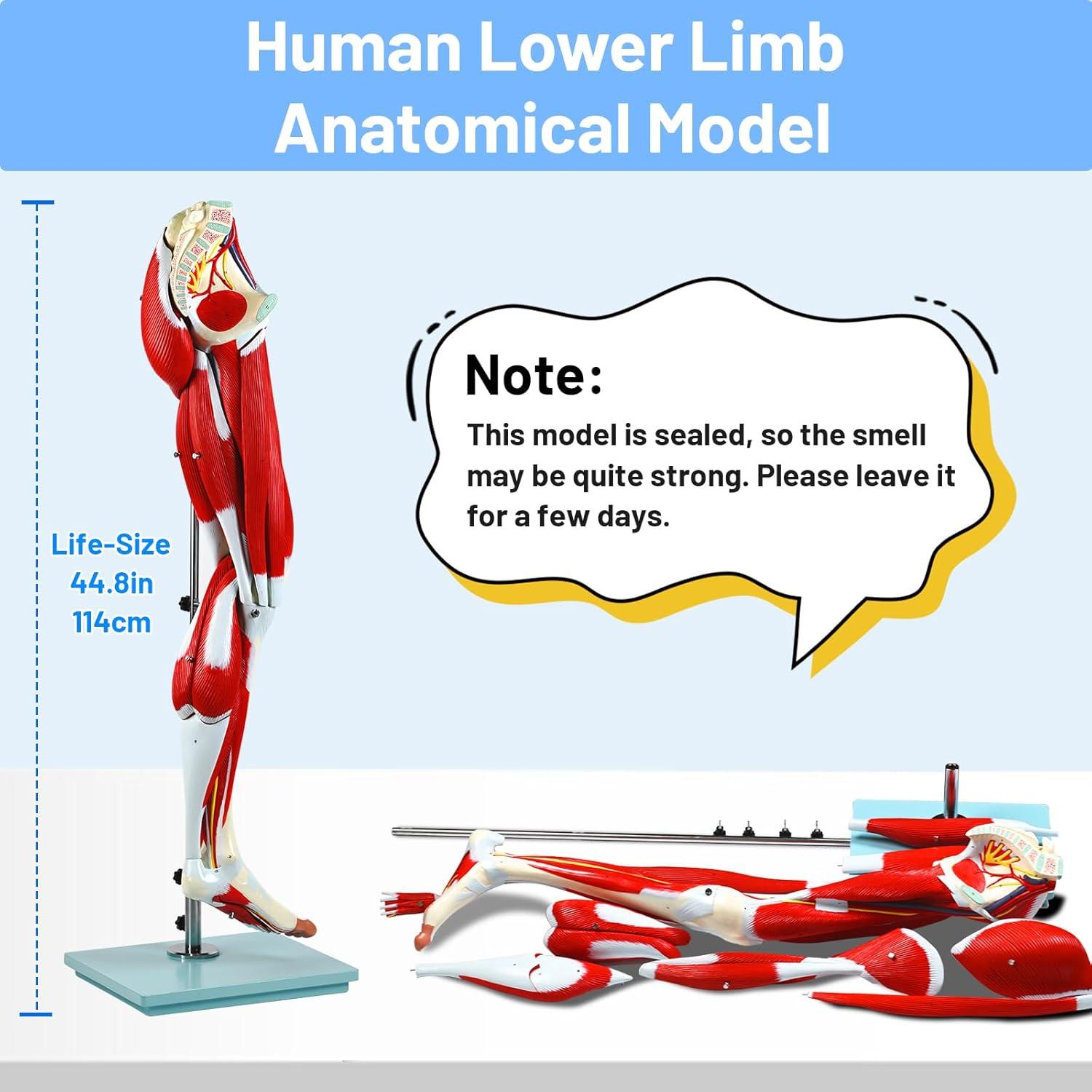 Modelo de Anatomía de Músculos de Pierna JNMFTD 114 cm 14 Partes